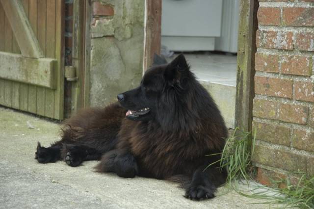 Ahkka - Chien Suédois de Laponie Femelle (3 ans)