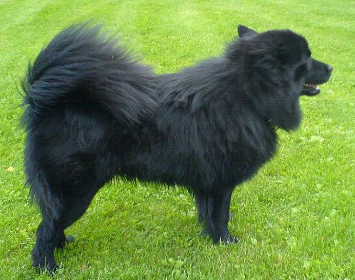 Un Schipperke noir dans un jardin