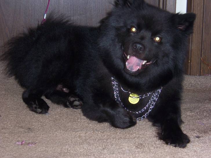 Photo Chien Suédois de Laponie