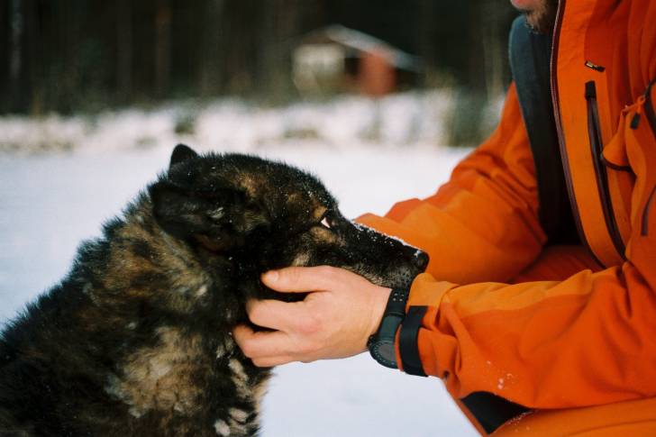 Photo Chien Suédois de Laponie