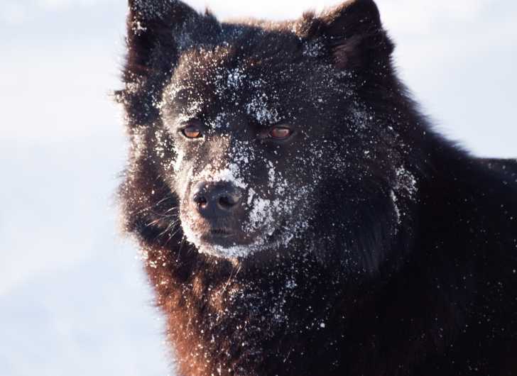 Le Chien suédois de Laponie