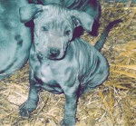 Thaï Ridgeback Dog - Thaï Ridgeback