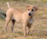 Photo Thaï Ridgeback