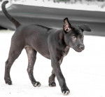 Photo Thaï Ridgeback