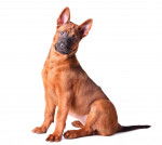 Photo Thaï Ridgeback