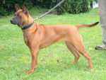 Thaï Ridgeback Dog - Thaï Ridgeback
