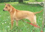 Thaï Ridgeback Dog - Thaï Ridgeback