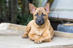 Photo Thaï Ridgeback