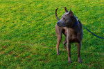 Photo Thaï Ridgeback