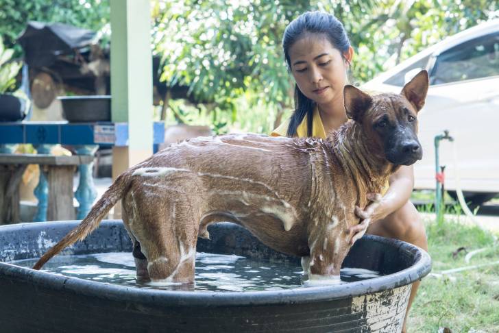 Photo Thaï Ridgeback