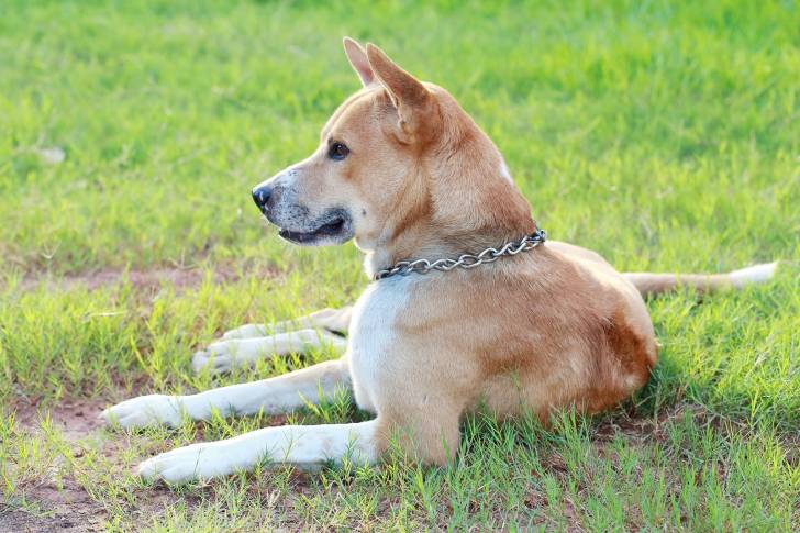 Photo Thaï Ridgeback