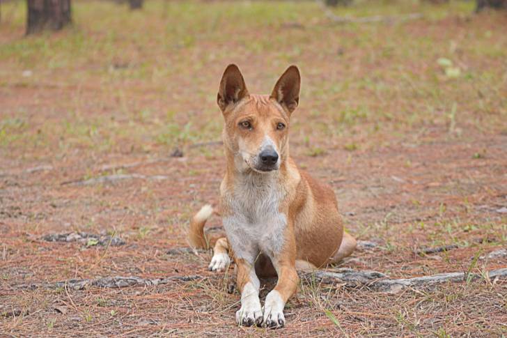Photo Thaï Ridgeback