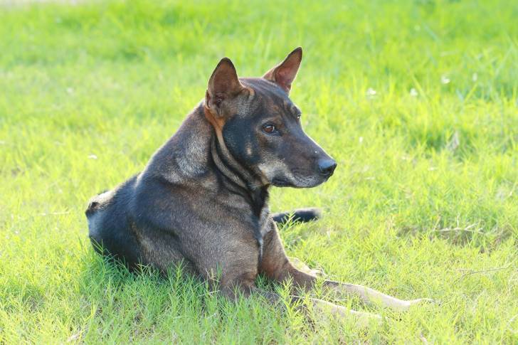 Photo Thaï Ridgeback