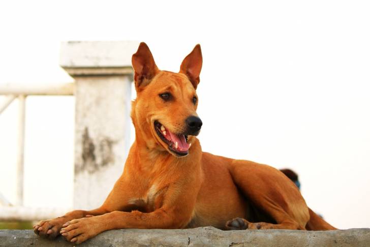 Photo Thaï Ridgeback