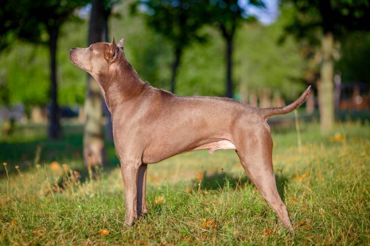 Photo Thaï Ridgeback