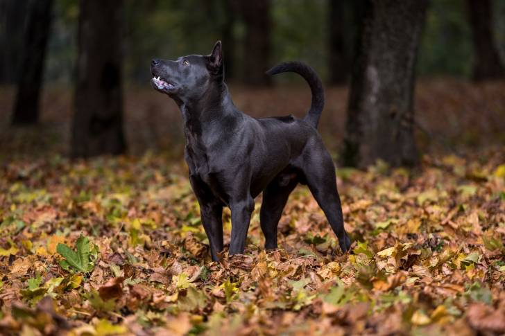 Photo Thaï Ridgeback