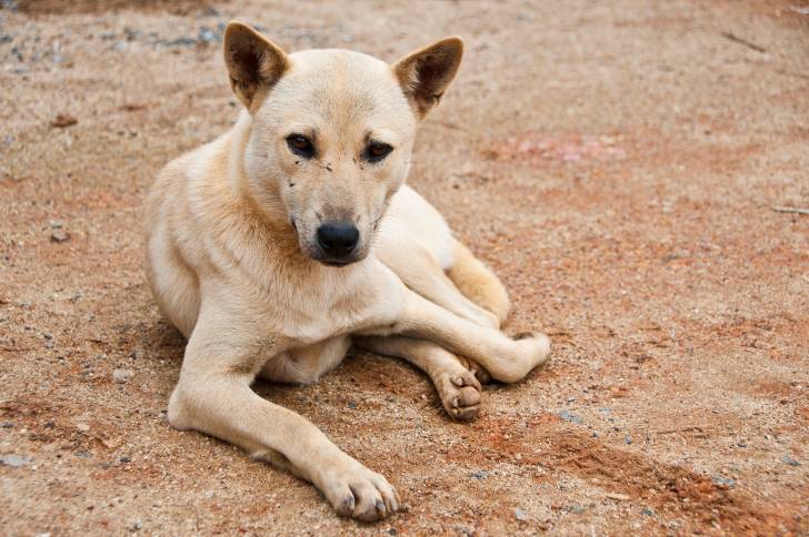 Photo Thaï Ridgeback