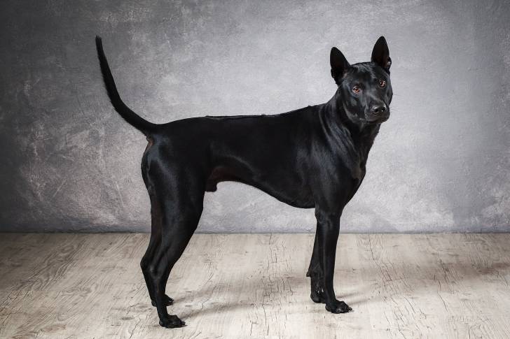 Photo Thaï Ridgeback