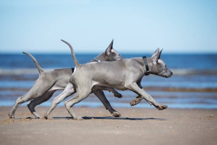 Photo Thaï Ridgeback