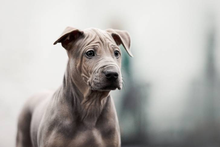 Photo Thaï Ridgeback