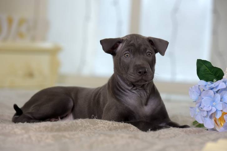 Photo Thaï Ridgeback