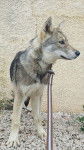 San - Chien Loup de Saarloos (5 mois)
