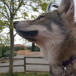 San - Chien Loup de Saarloos (5 mois)