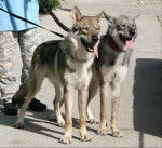 Enyéto Endiguélo d'Emozioni Breizh 11 mois - Chien Loup de Saarloos (11 mois)