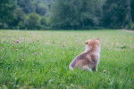 Photo Chien Loup de Saarloos
