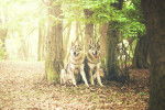 Photo Chien Loup de Saarloos