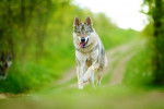 Photo Chien Loup de Saarloos