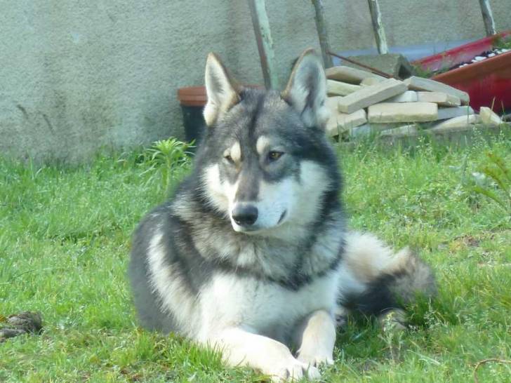 Omak - Chien Loup de Saarloos Mâle (6 ans)