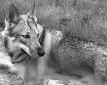 Azany - Chien Loup de Saarloos Femelle (4 ans)