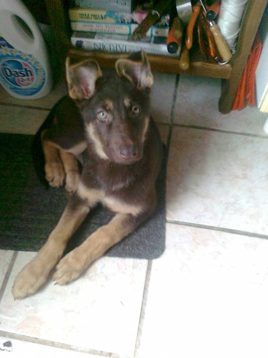 giovanie - Chien Loup de Saarloos Femelle (8 mois)