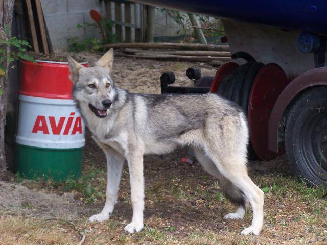 chien loup de saarloos - Chien Loup de Saarloos