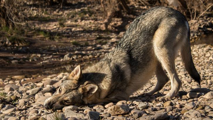 San - Chien Loup de Saarloos Femelle (1 an)