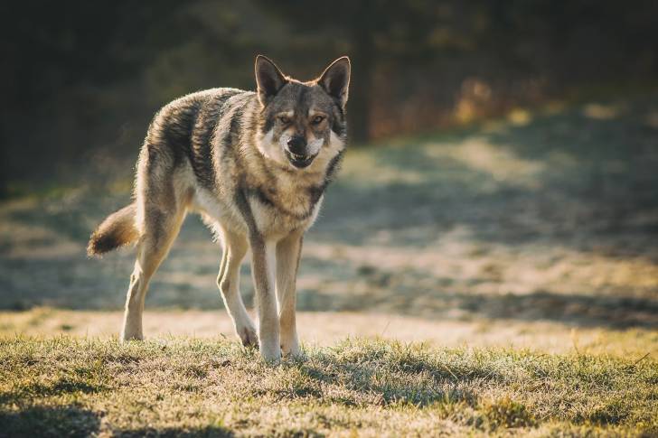 Photo Chien Loup de Saarloos