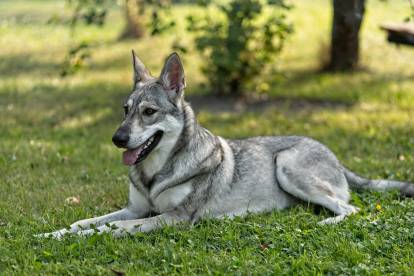 Un Chien Loup Tchécoslovaque assis dans l'herbe
