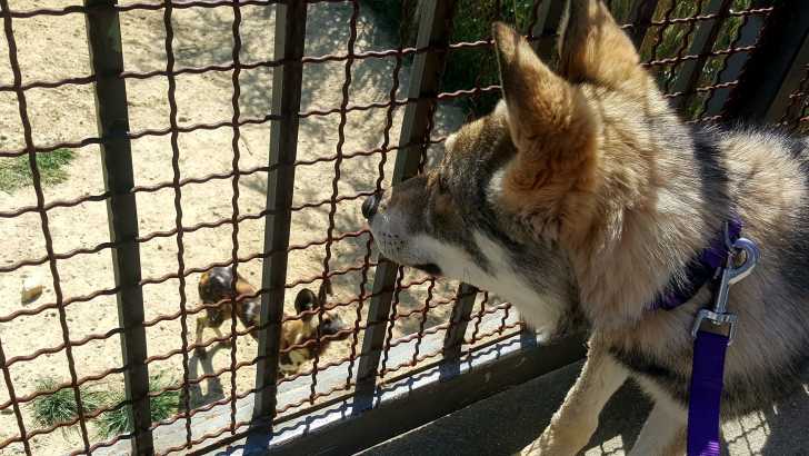 San et les lycaons - Chien Loup de Saarloos Femelle (5 mois)