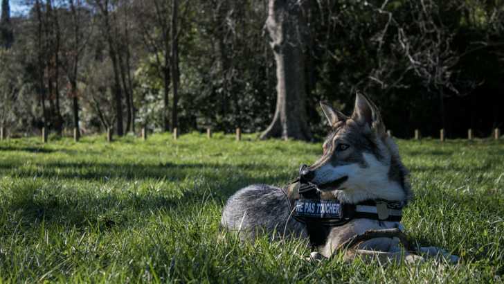 San - Chien Loup de Saarloos Femelle (1 an)