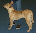 Photo Cimarron Uruguayen