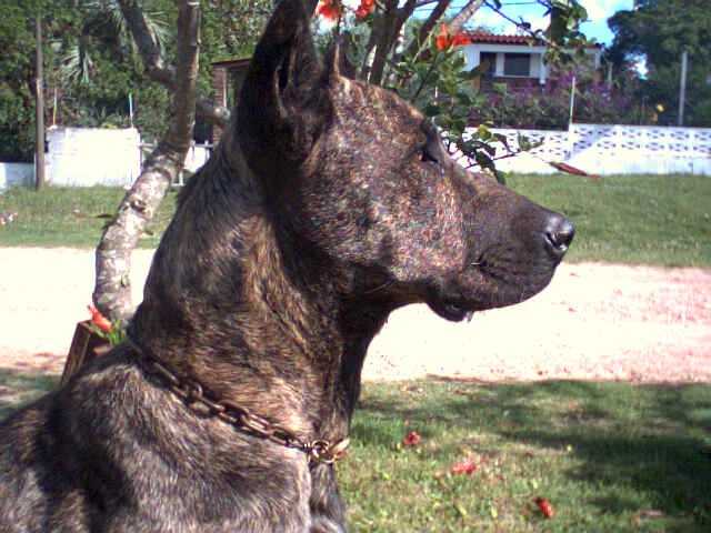 Photo Cimarron Uruguayen