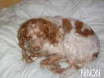 Gomette - &Eacute;pagneul Breton (4 ans)
