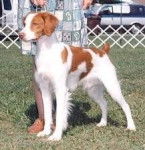 linx - &Eacute;pagneul Breton M&acirc;le (7 ans)