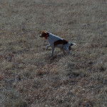 Zydeco - &Eacute;pagneul Breton (4 ans)