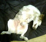 Jago - &Eacute;pagneul Breton M&acirc;le (11 ans)