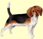 Max - Épagneul Breton Mâle (10 ans)