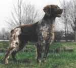 Kira - &Eacute;pagneul Breton (3 ans)