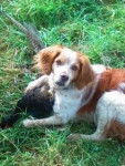 Roxy - &Eacute;pagneul Breton M&acirc;le (9 ans)