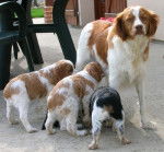 wolf - &Eacute;pagneul Breton M&acirc;le (2 ans)